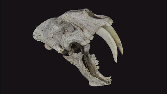 Very Rare Nimravidae Skull (Saber toothed cat)