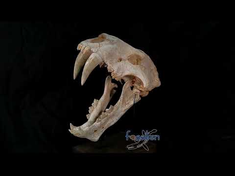 Exceedingly Huge 41.5cm Saber Toothed Cat Skull Fossil - Machairodus Giganteus