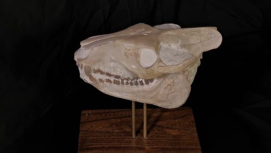 Museum Grade Oreodont (Eporeodon) Skull - South Dakota