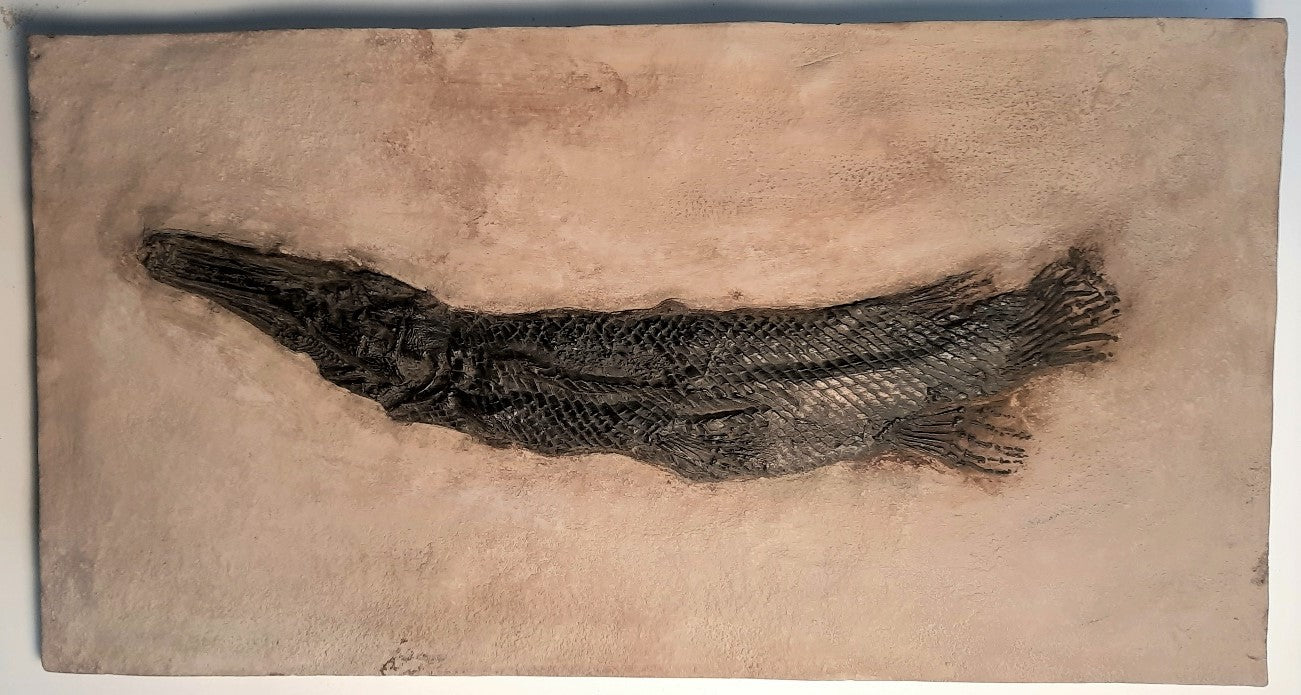 Gar Fish Dissection Gar Fish – Fossilien Company