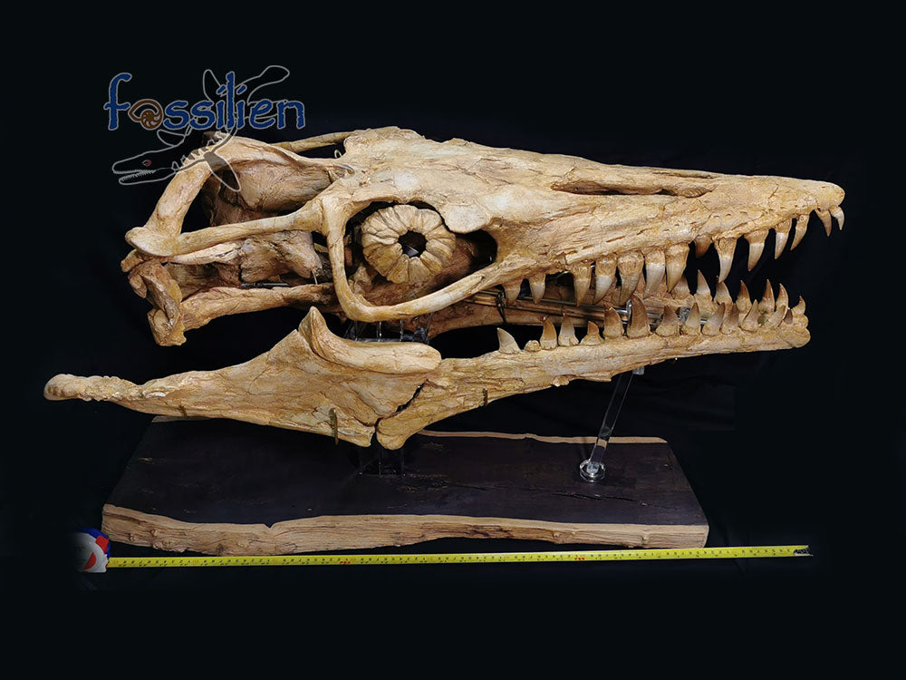 Museum grade 90cm Mosasaurus Skull