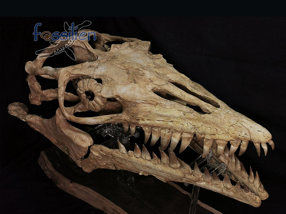 Museum grade 90cm Mosasaurus Skull