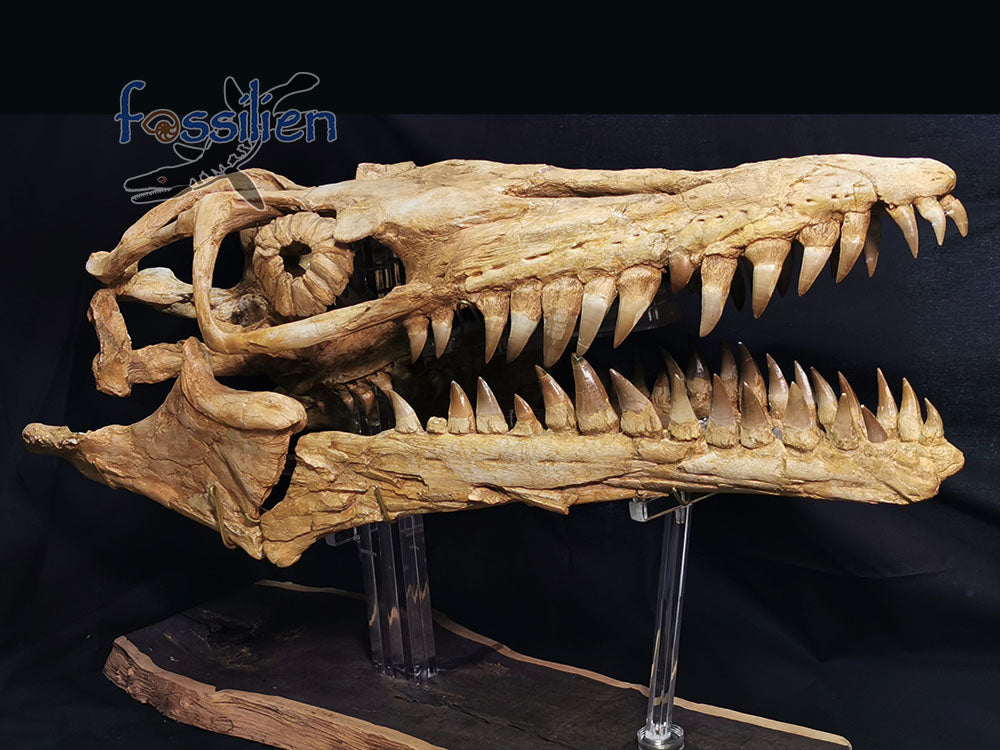 Museum grade 90cm Mosasaurus Skull