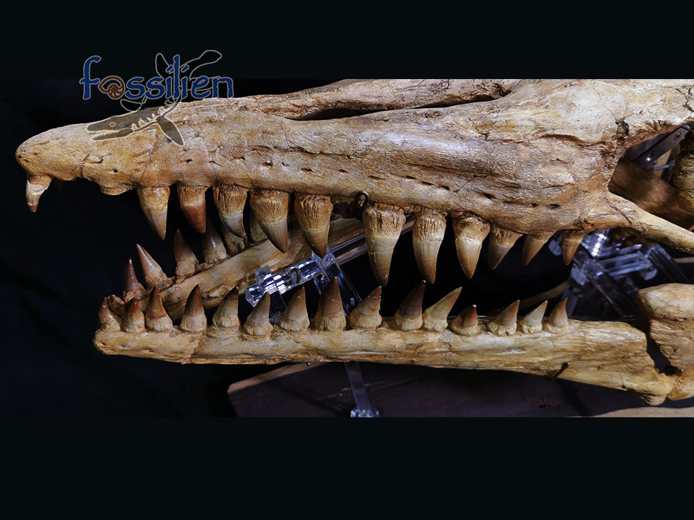 Museum grade 90cm Mosasaurus Skull