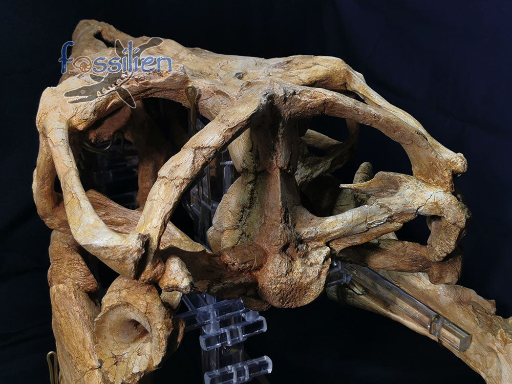Museum grade 90cm Mosasaurus Skull
