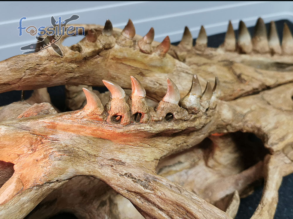 Museum grade 90cm Mosasaurus Skull