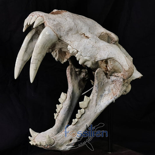 Large Saber Toothed Cat Skull Fossil - Machairodus Giganteus