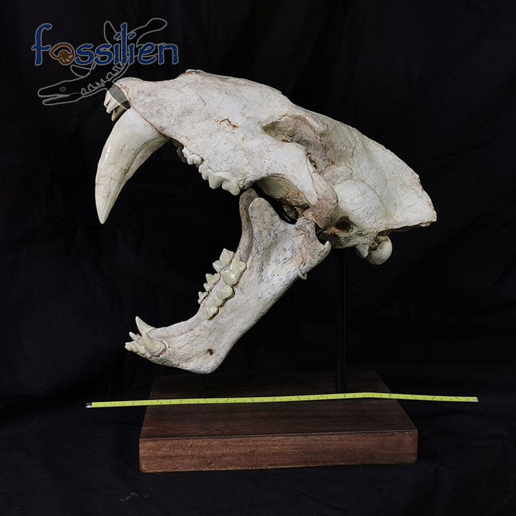 Large Saber Toothed Cat Skull Fossil - Machairodus Giganteus