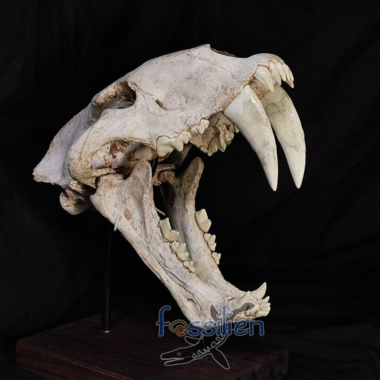 Large Saber Toothed Cat Skull Fossil - Machairodus Giganteus