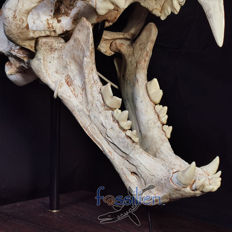 Large Saber Toothed Cat Skull Fossil - Machairodus Giganteus