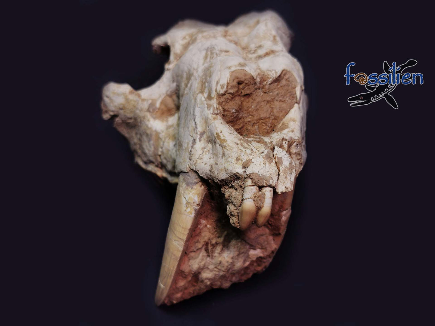 Saber Toothed Cat Snout