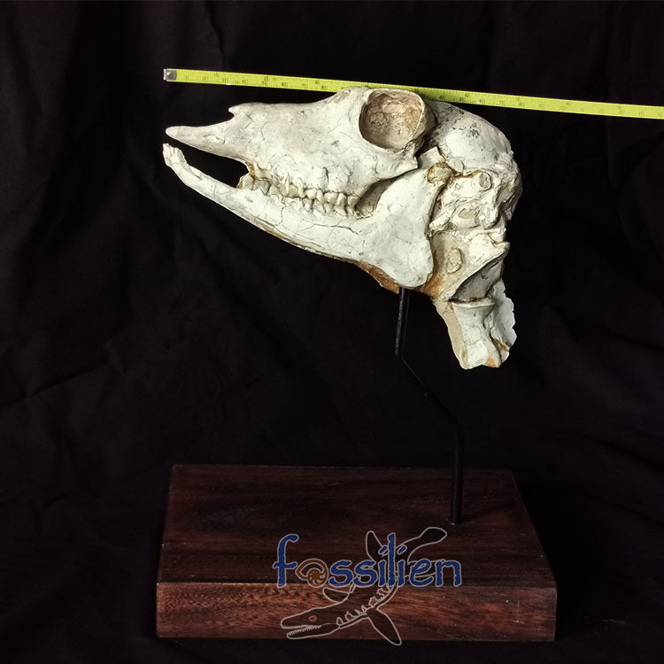 Museum Grade Crystal Goat Skull Fossil