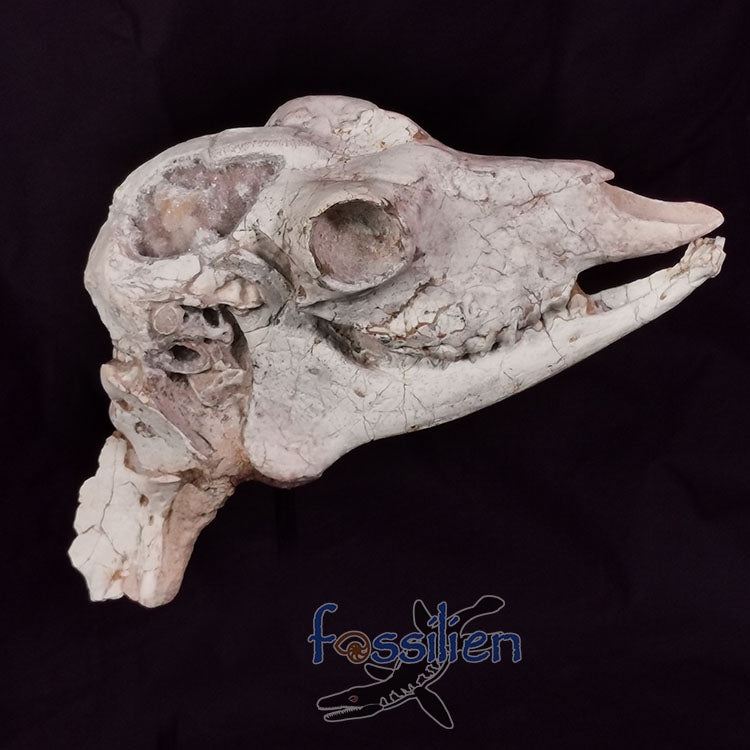 Museum Grade Crystal Goat Skull Fossil