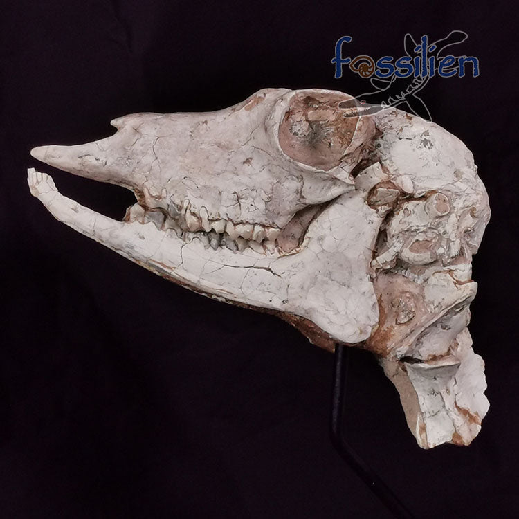 Museum Grade Crystal Goat Skull Fossil