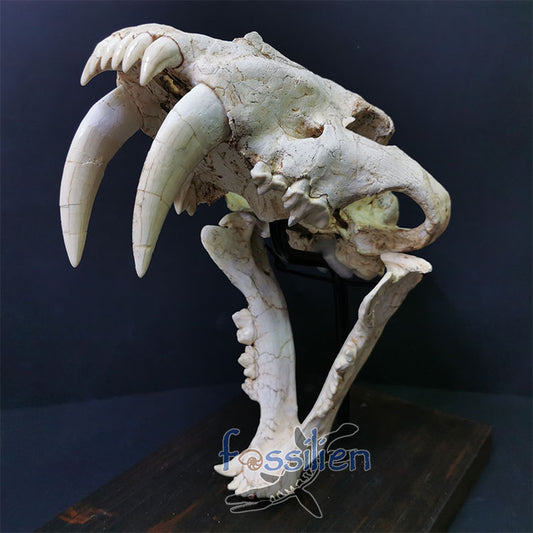 Large Size Saber Toothed Cat Skull Fossil - Machairodus Giganteus