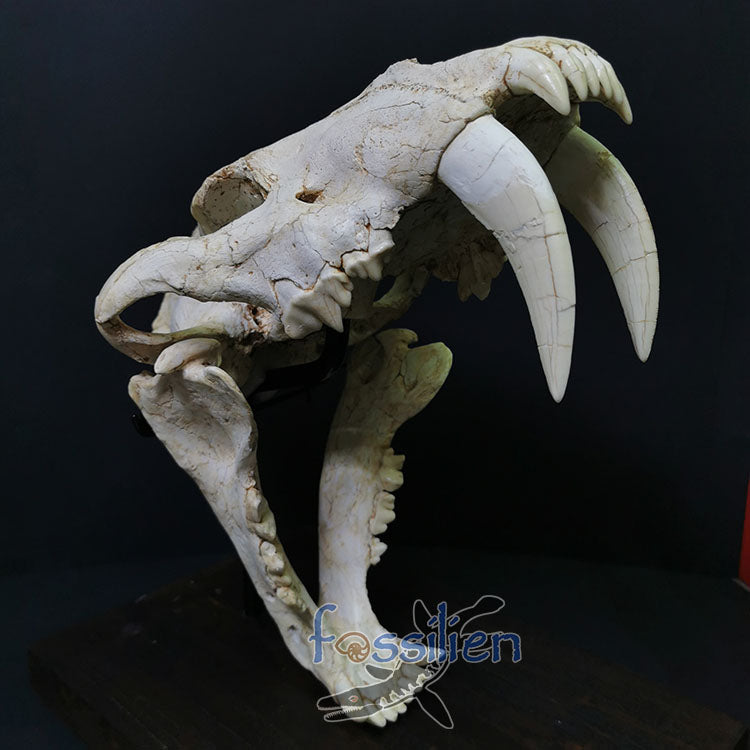 Large Size Saber Toothed Cat Skull Fossil - Machairodus Giganteus