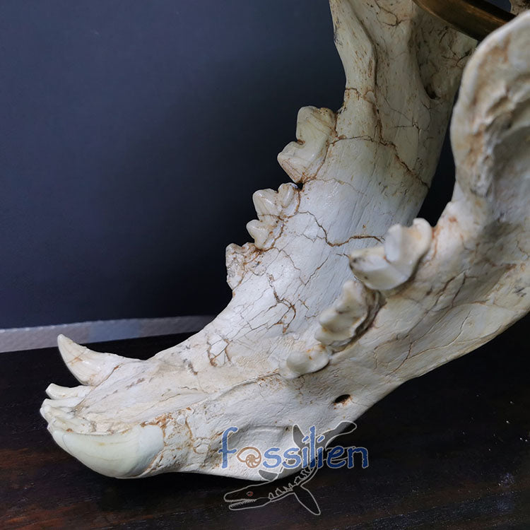 Large Size Saber Toothed Cat Skull Fossil - Machairodus Giganteus