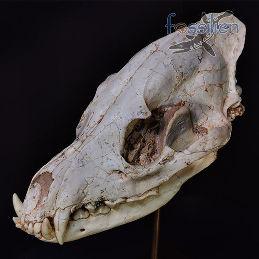 Early Hyenas Skull Fossil - Ictitherium
