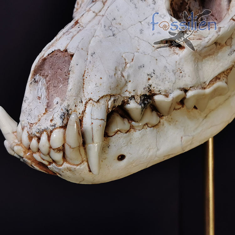 Early Hyenas Skull Fossil - Ictitherium