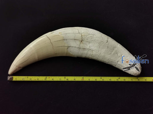 18cm Saber Tooth of Machairodus Giganteus