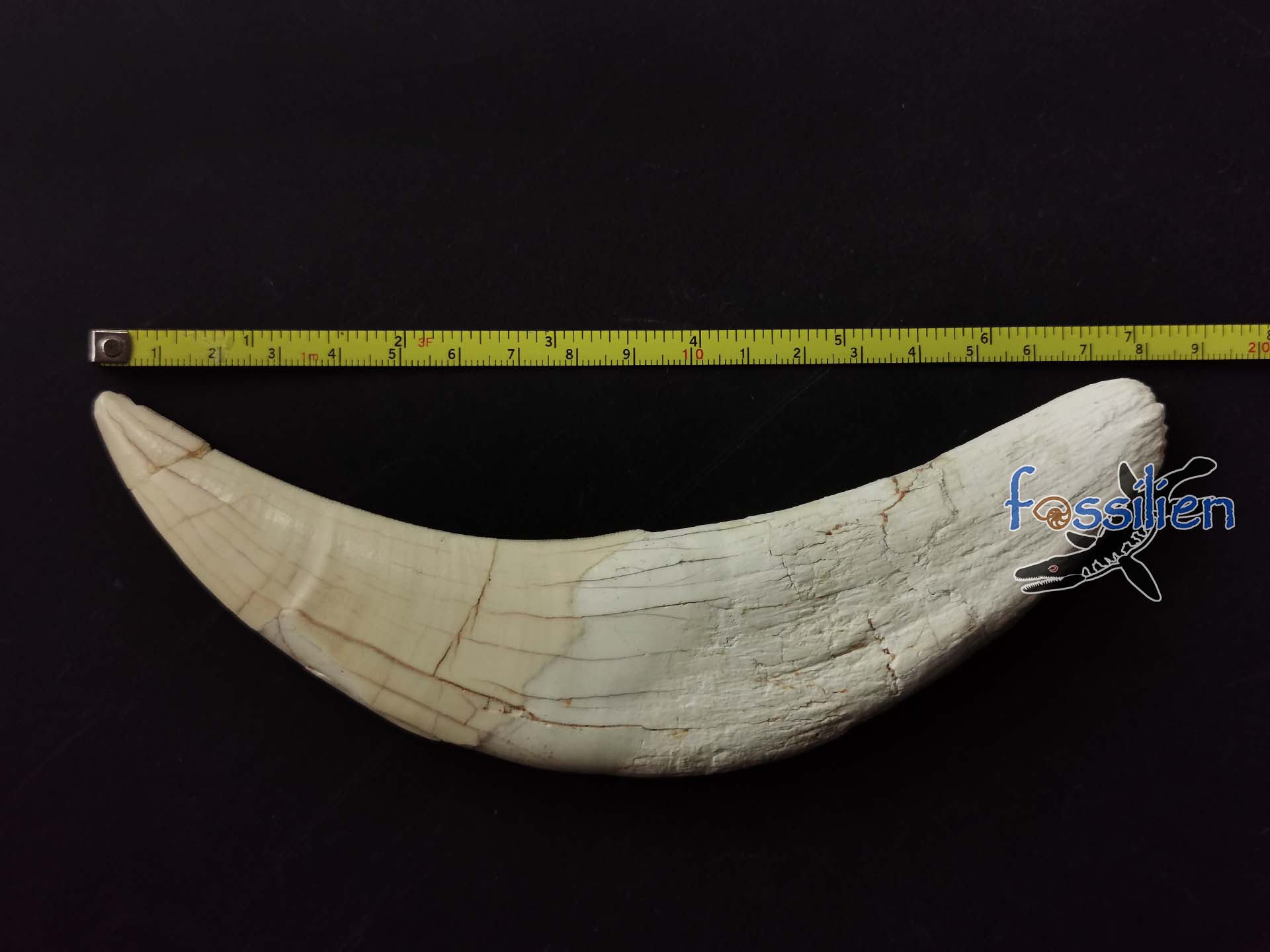 18cm Saber Tooth of Machairodus Giganteus