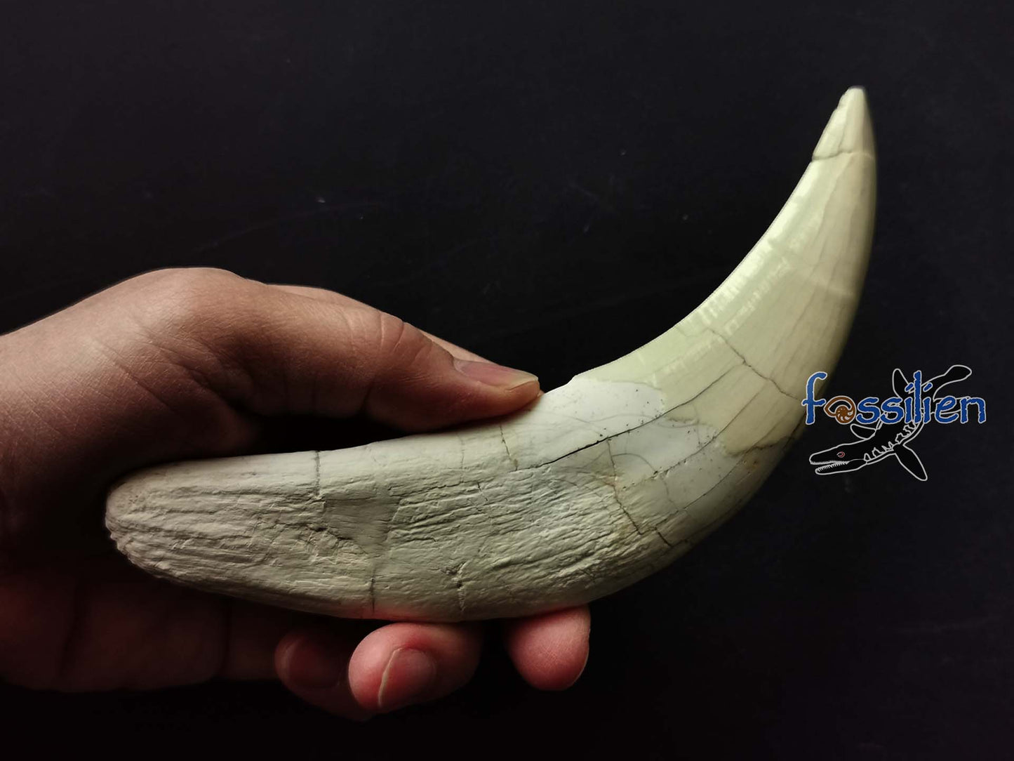18cm Saber Tooth of Machairodus Giganteus