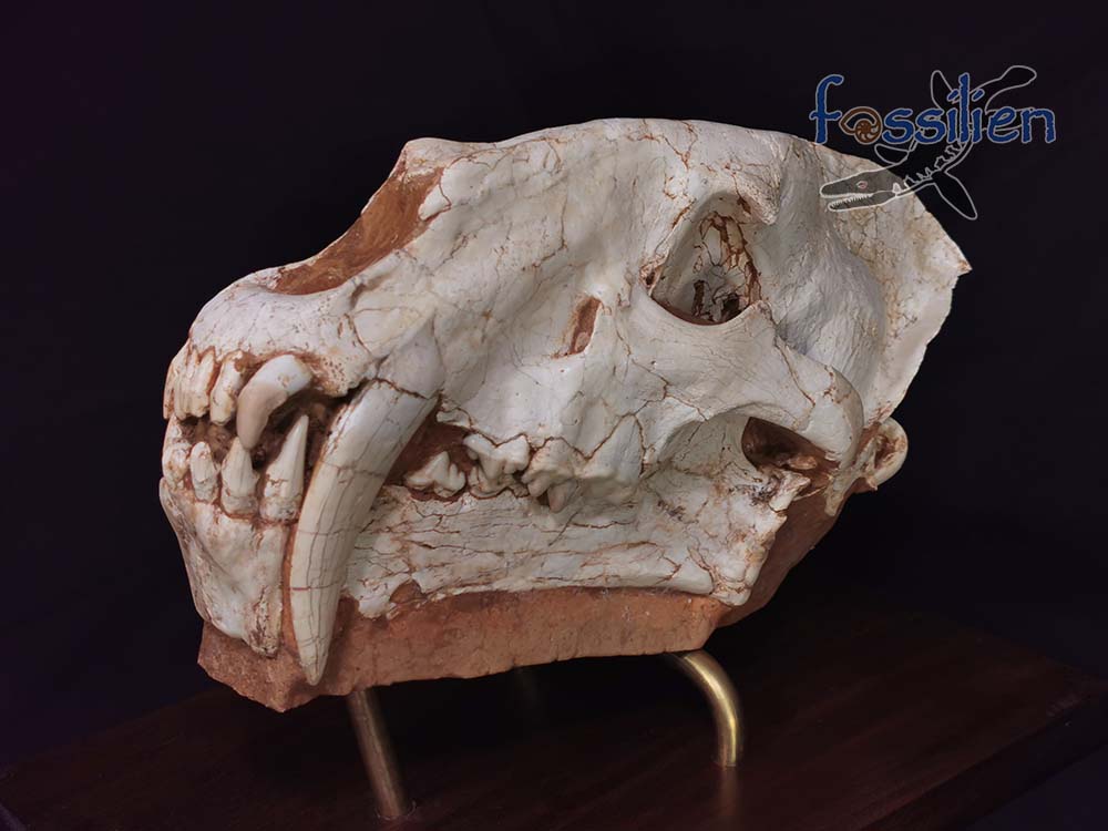Sabre-toothed Cat Skull - Machairodus Giganteus