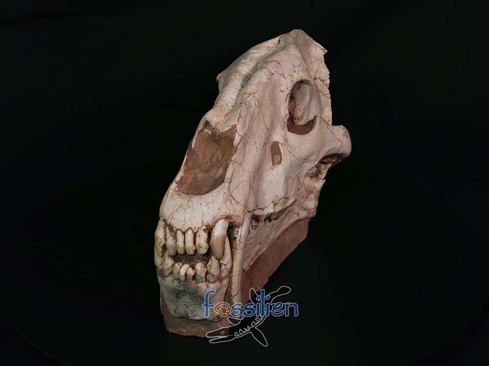 Sabre-toothed Cat Skull - Machairodus Giganteus