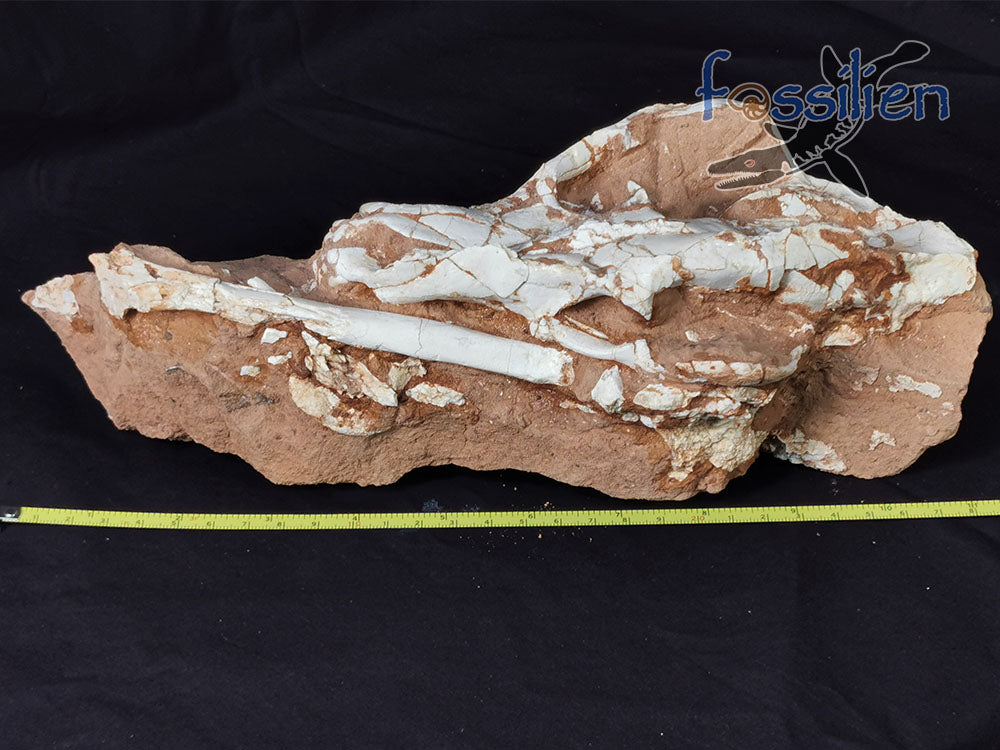 Hyenas maxilla fossil with bones and crystal - Ictitherium