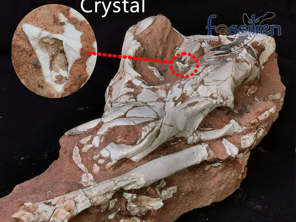 Hyenas maxilla fossil with bones and crystal - Ictitherium