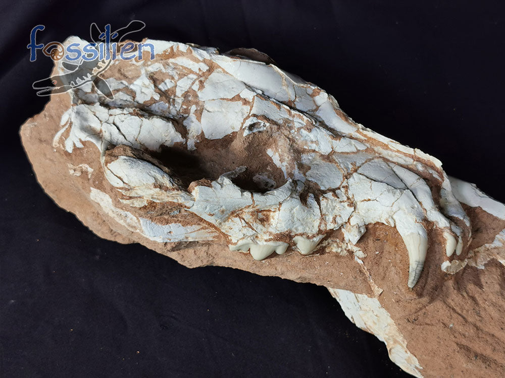 Hyenas maxilla fossil with bones and crystal - Ictitherium