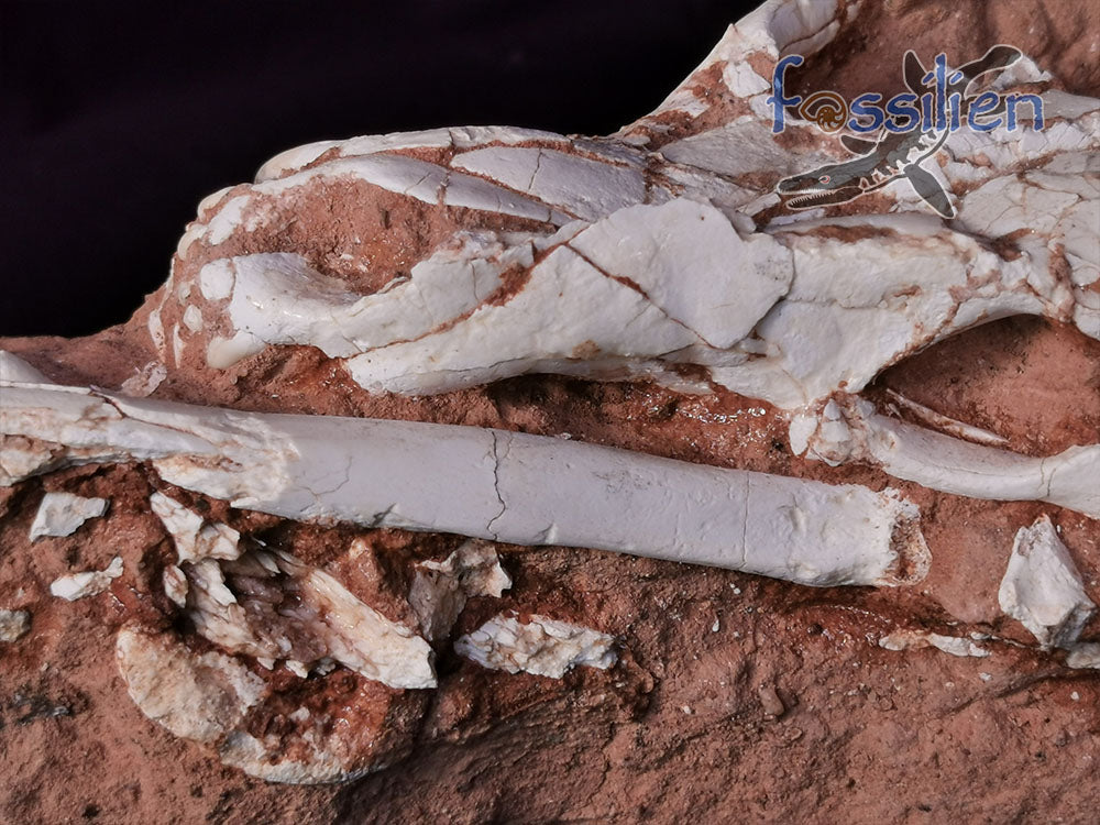 Hyenas maxilla fossil with bones and crystal - Ictitherium