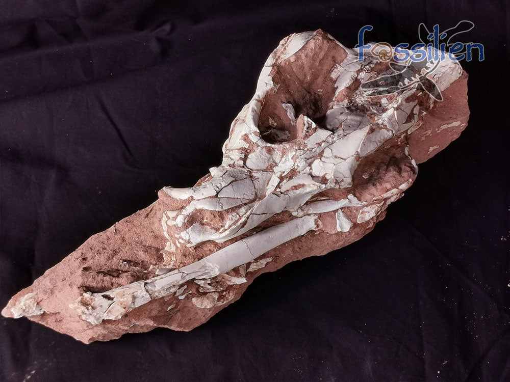 Hyenas maxilla fossil with bones and crystal - Ictitherium