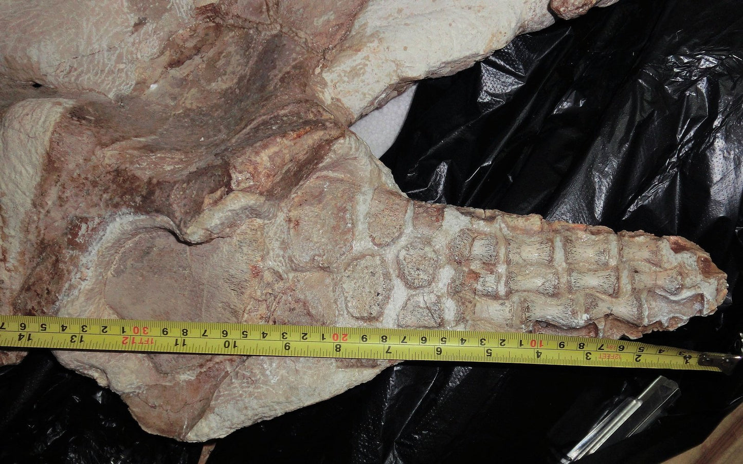 Extremely Rare Plesiosaurus skeleton