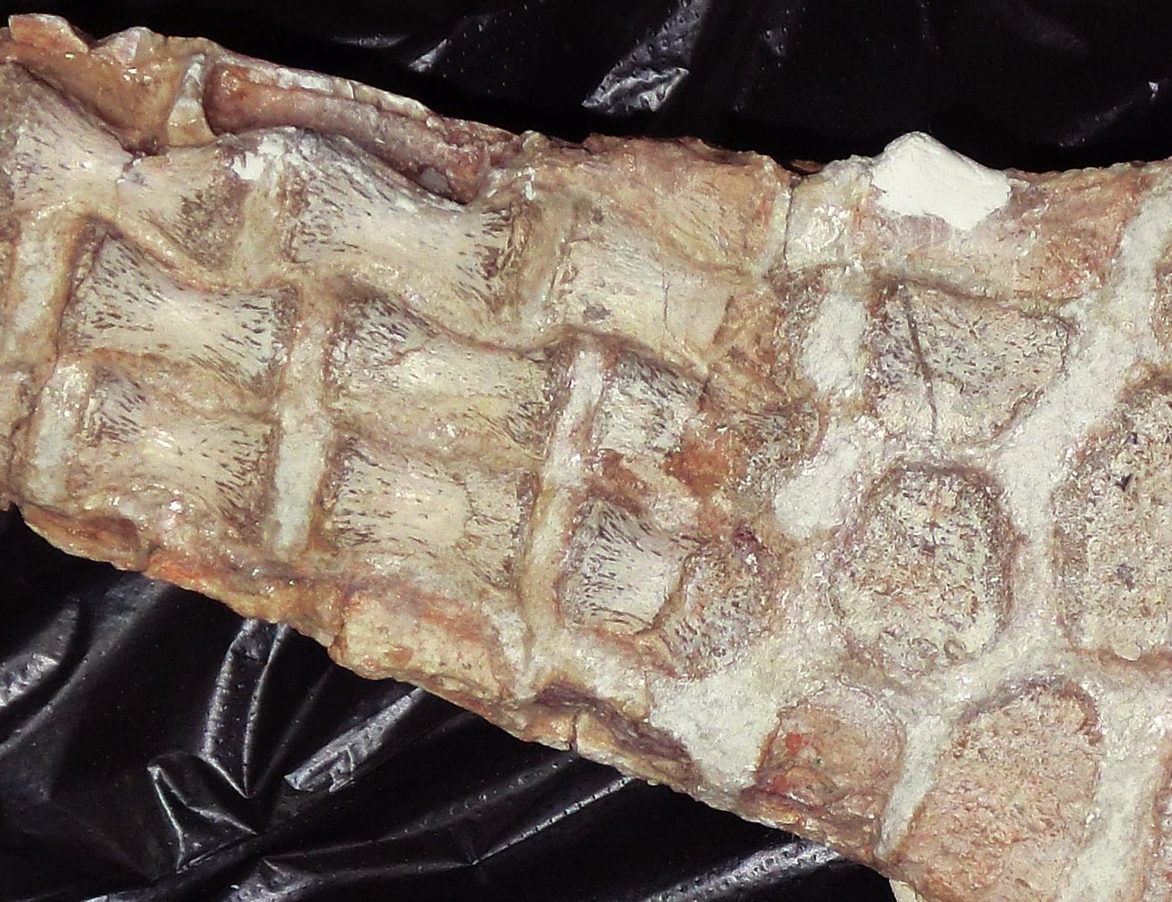 Extremely Rare Plesiosaurus skeleton