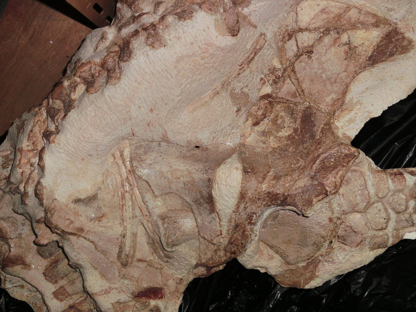 Extremely Rare Plesiosaurus skeleton