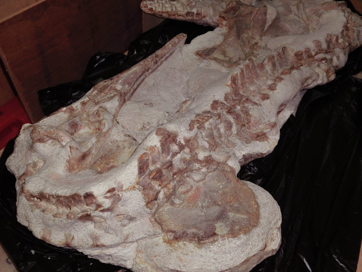 Extremely Rare Plesiosaurus skeleton