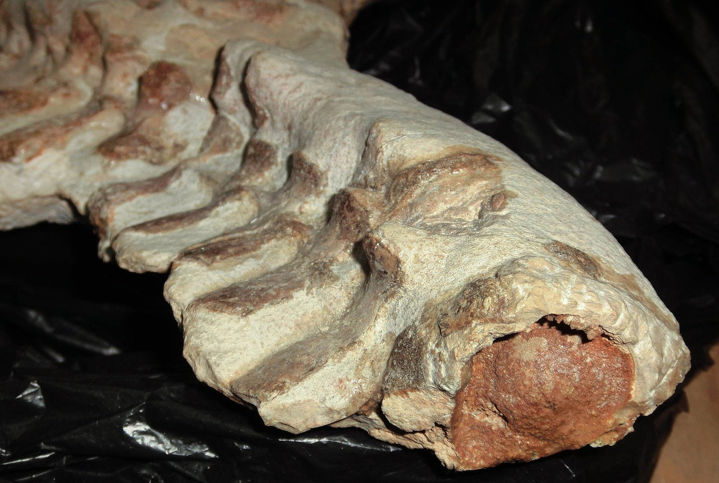 Extremely Rare Plesiosaurus skeleton