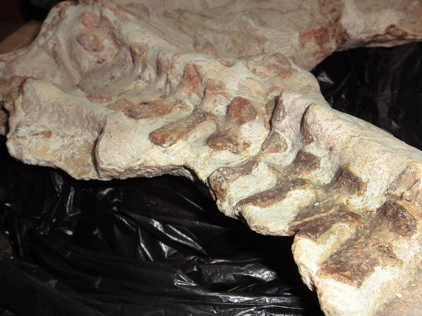 Extremely Rare Plesiosaurus skeleton