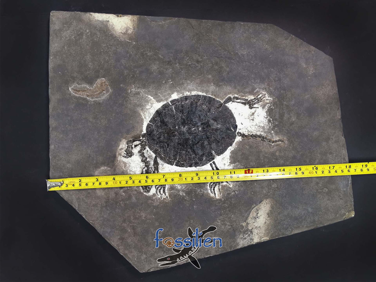 Museum grade large size 30cm turtle from lower cretaceous - Manchurochelys