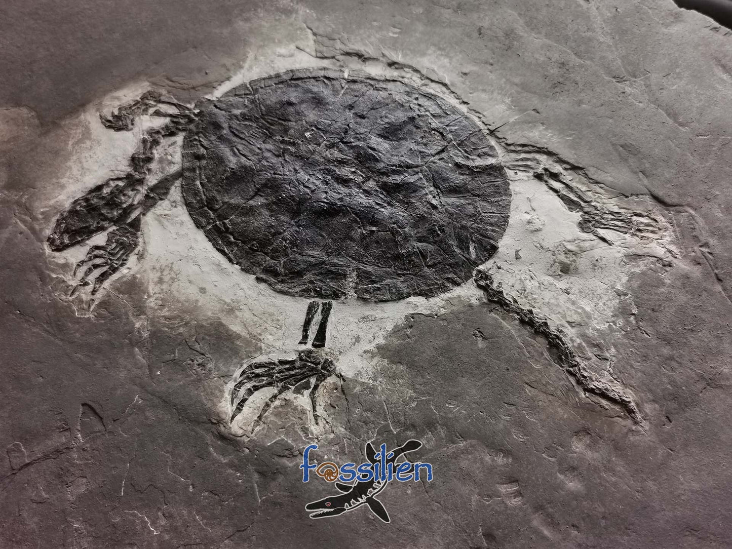Museum grade large size 30cm turtle from lower cretaceous - Manchurochelys