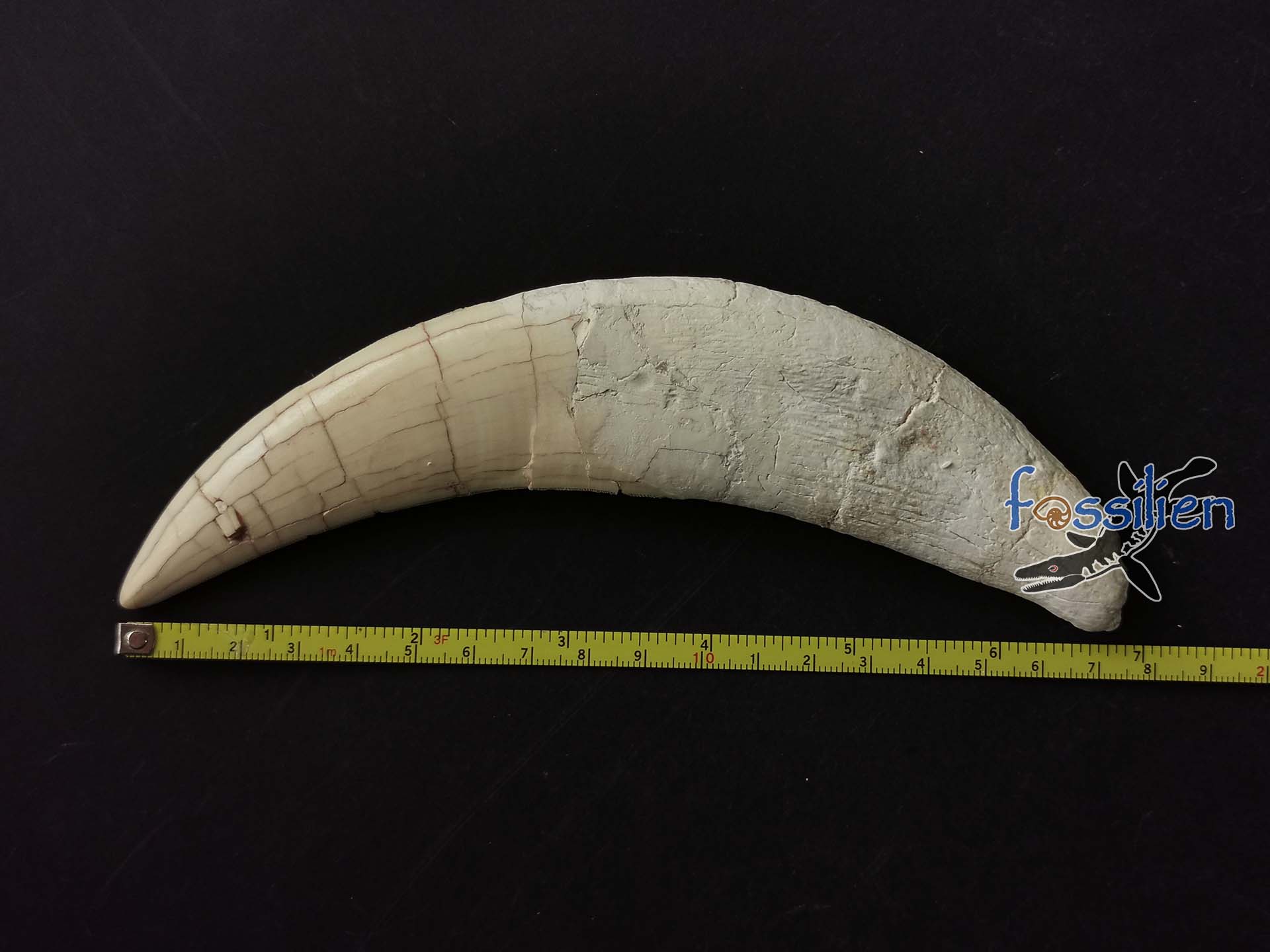 17.5cm Saber Tooth of Machairodus Giganteus