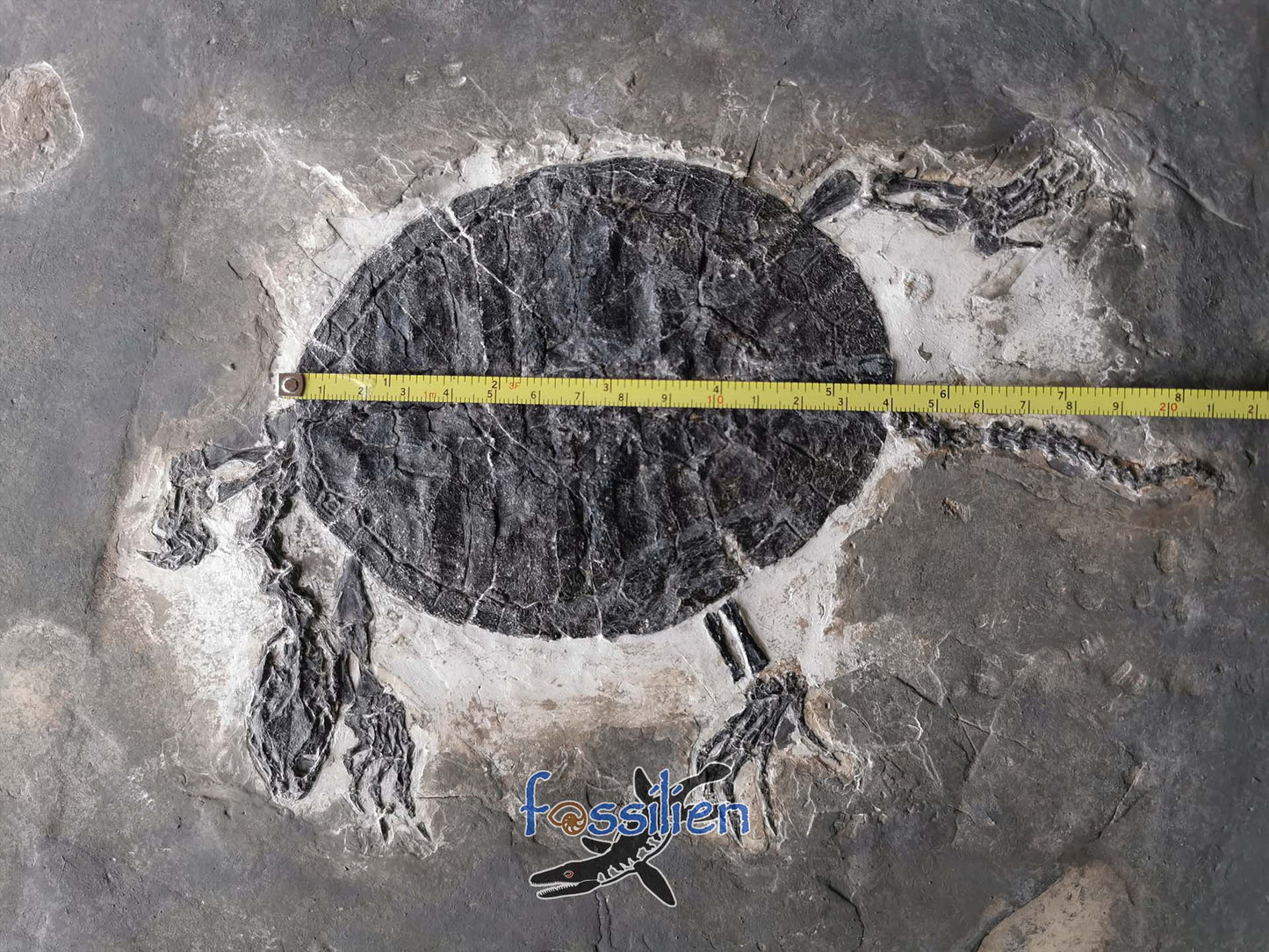 Museum grade large size 30cm turtle from lower cretaceous - Manchurochelys