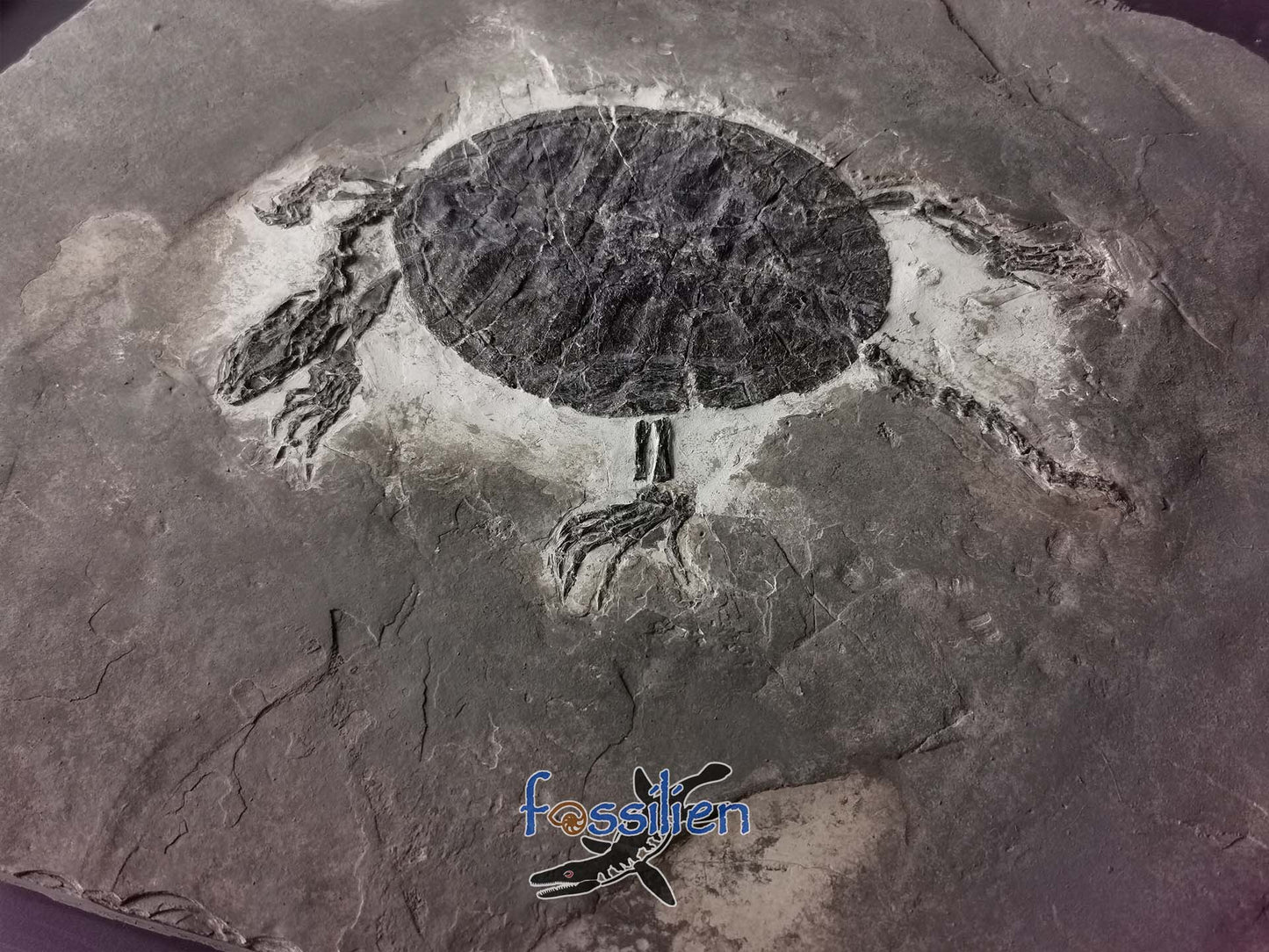 Museum grade large size 30cm turtle from lower cretaceous - Manchurochelys