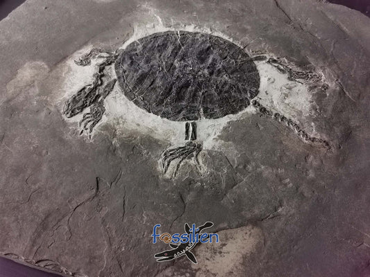 Museum grade large size 30cm turtle from lower cretaceous - Manchurochelys