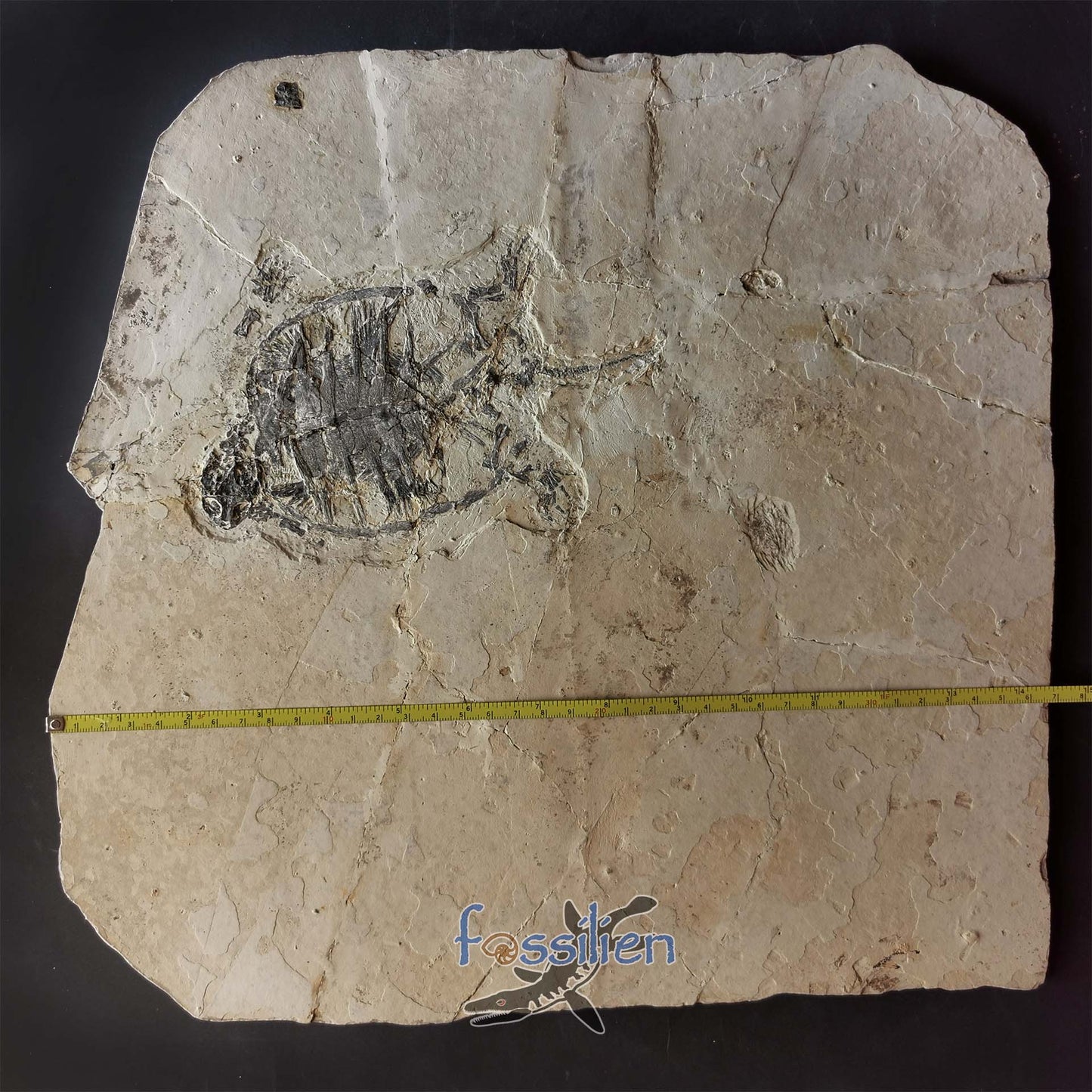 Museum grade turtle from Lower Cretaceous - Changmachelys Bohlini