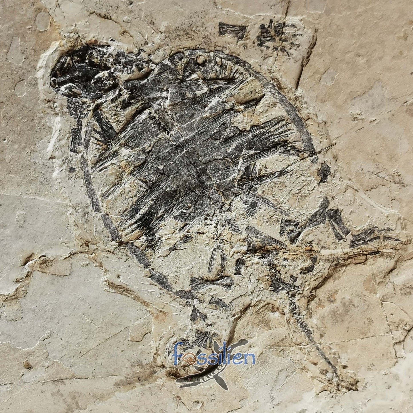 Museum grade turtle from Lower Cretaceous - Changmachelys Bohlini