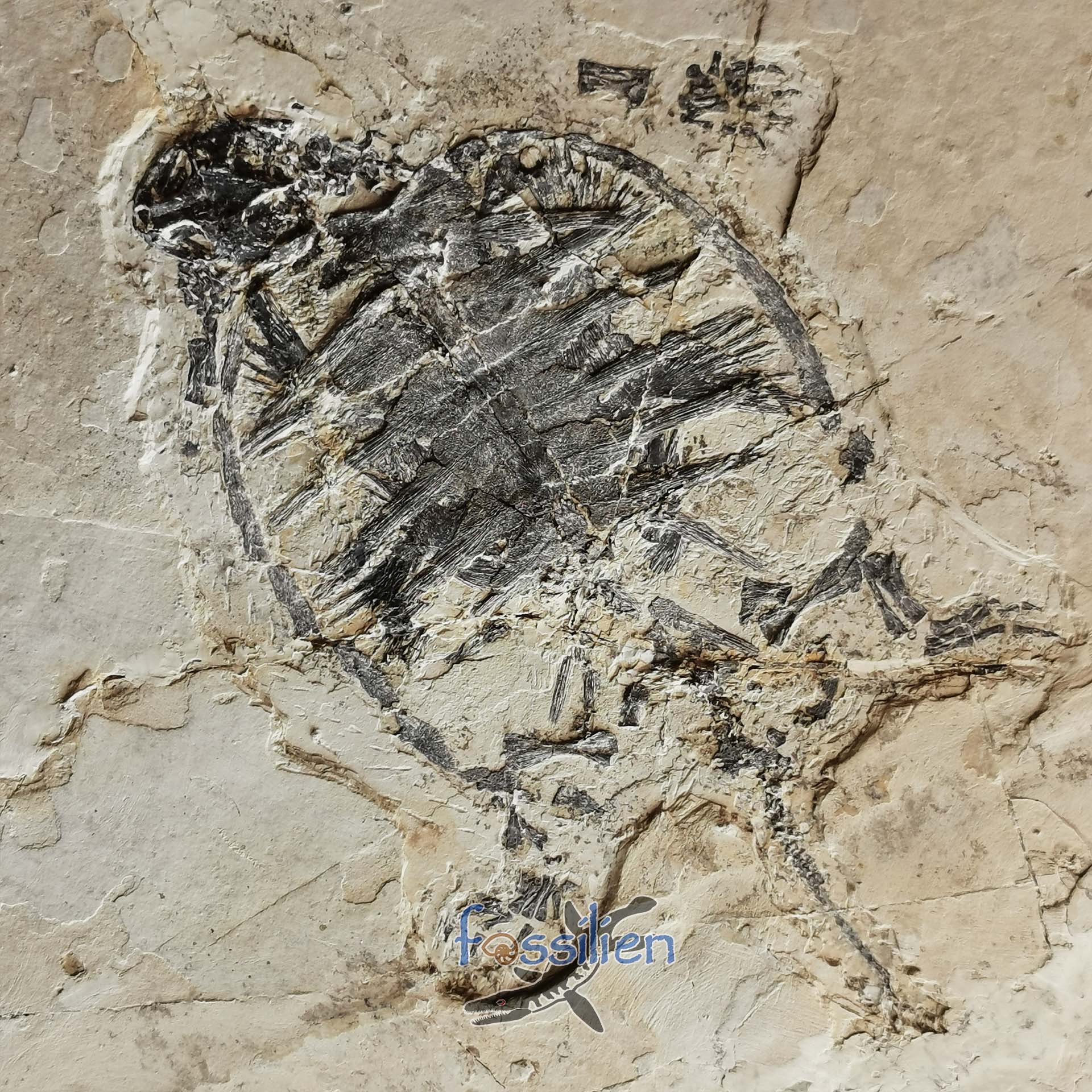 Grad Turtle Museum grade turtle from Lower Cretaceous - Changmachelys Bohlini ...