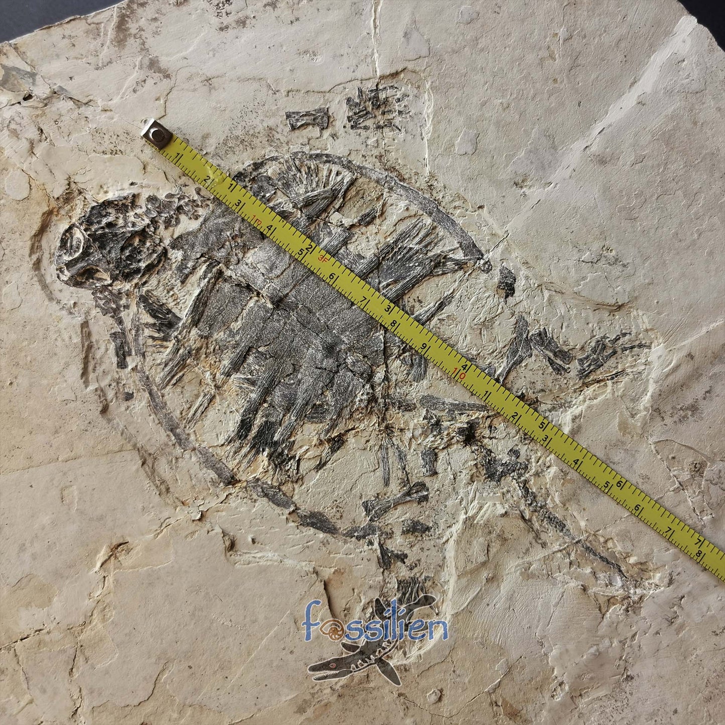 Museum grade turtle from Lower Cretaceous - Changmachelys Bohlini