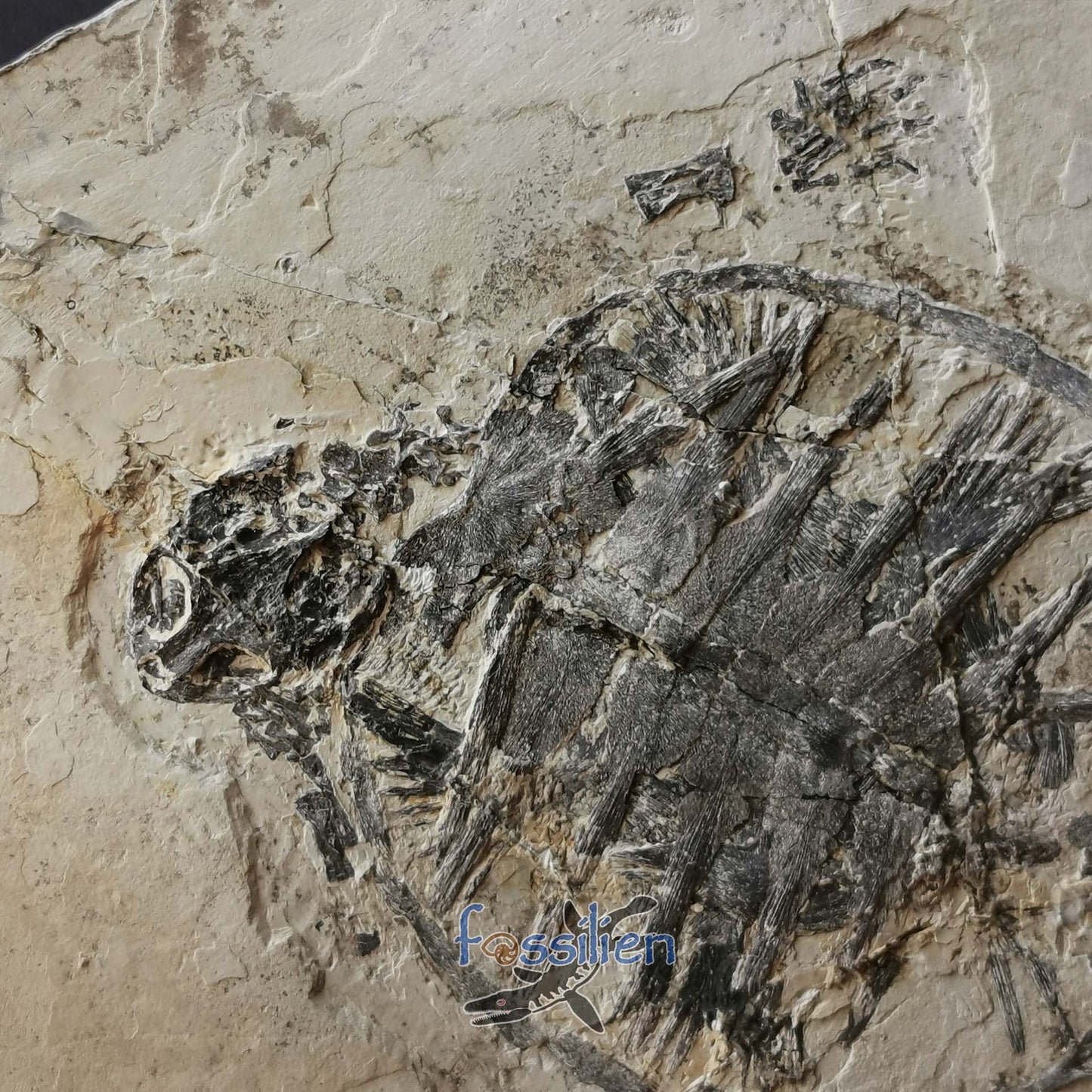 Museum grade turtle from Lower Cretaceous - Changmachelys Bohlini